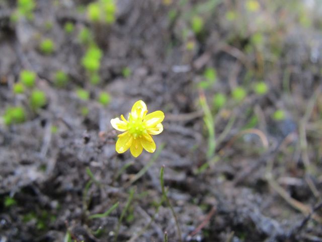 Ranunculus gmelinii