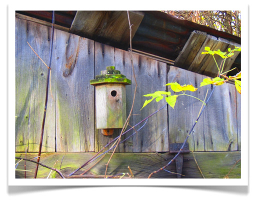 If built properly, a birdhouse can last over a decade.  The hexagonal birdhouse in this picture was taken in 2013, 19 years after it was mounted on our barn.