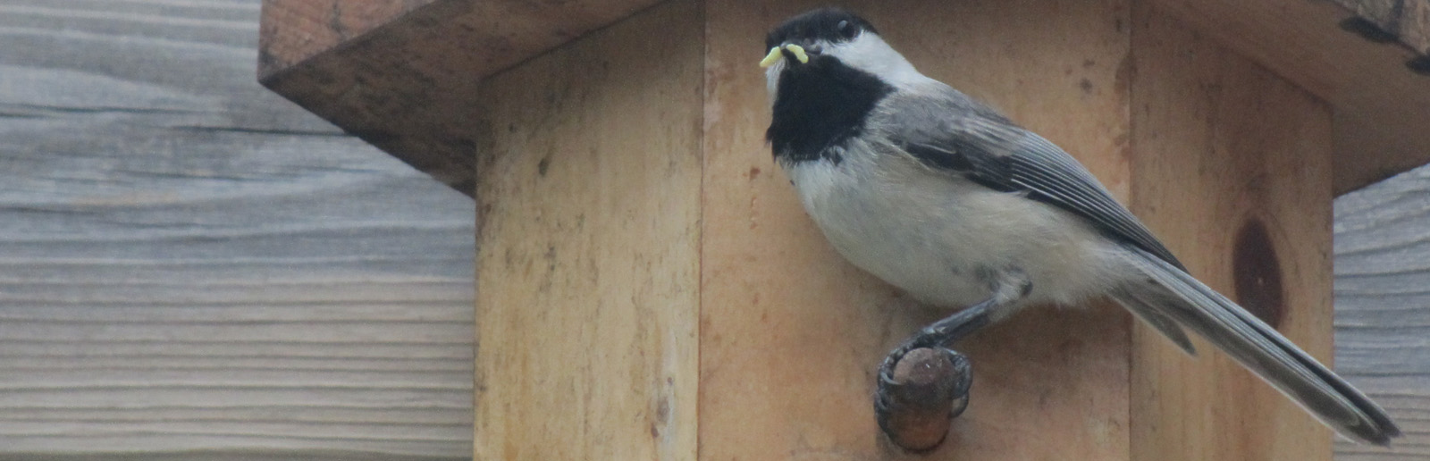 Chickadee feeding insects to
                  it's young