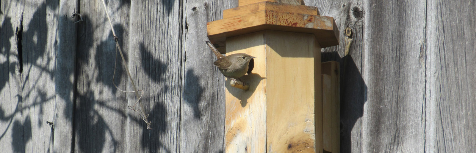 House wren on hexagonal
                  birdhouse by Cranmer Earth Design