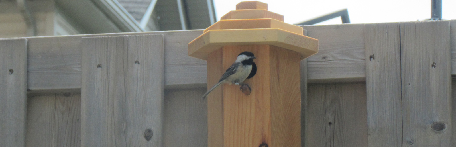 The best Chickadee Birdhouse