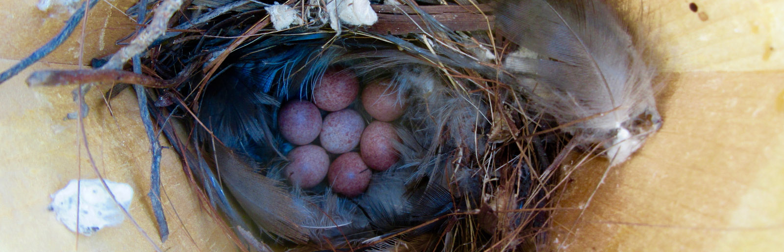 Hexagonal Wren Birdhouse with wren eggs