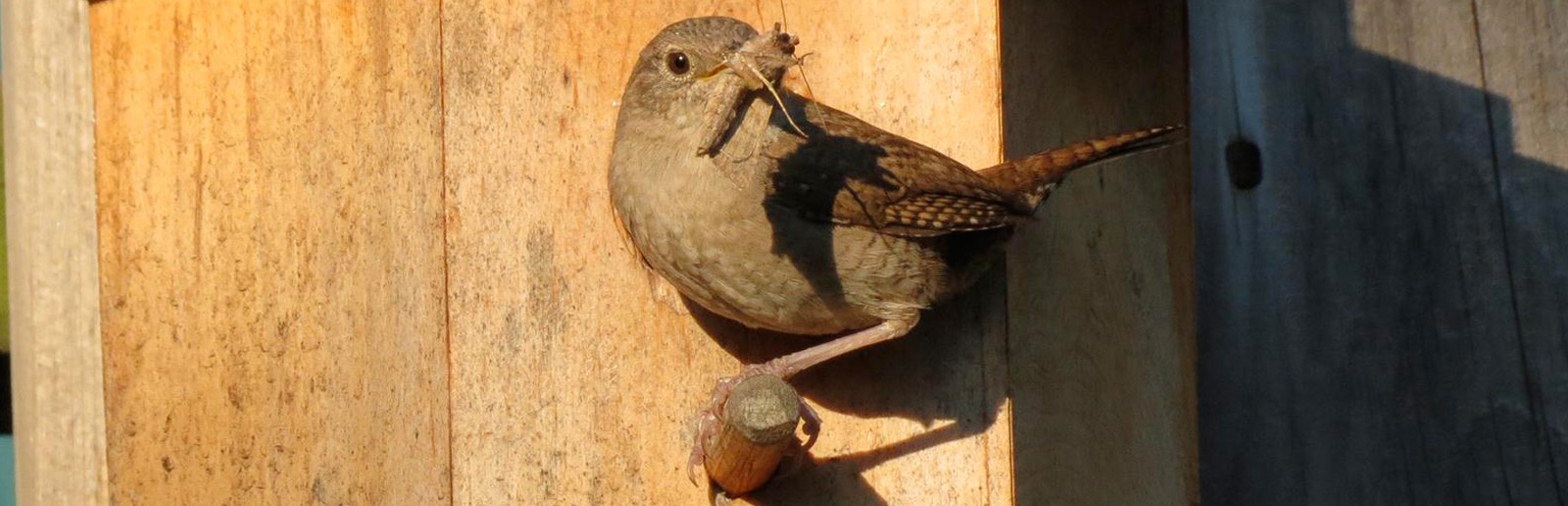 Wren eating insect pests from
                  your garden