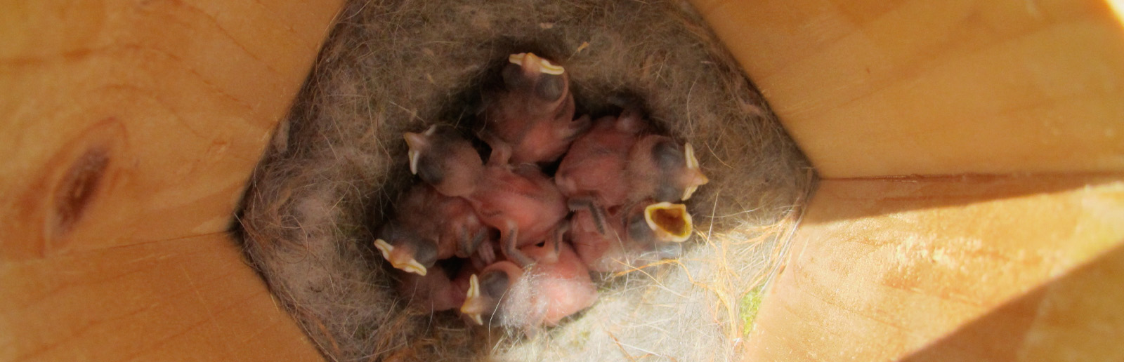 Baby chickadees in a hexagonal
                  birdhouse