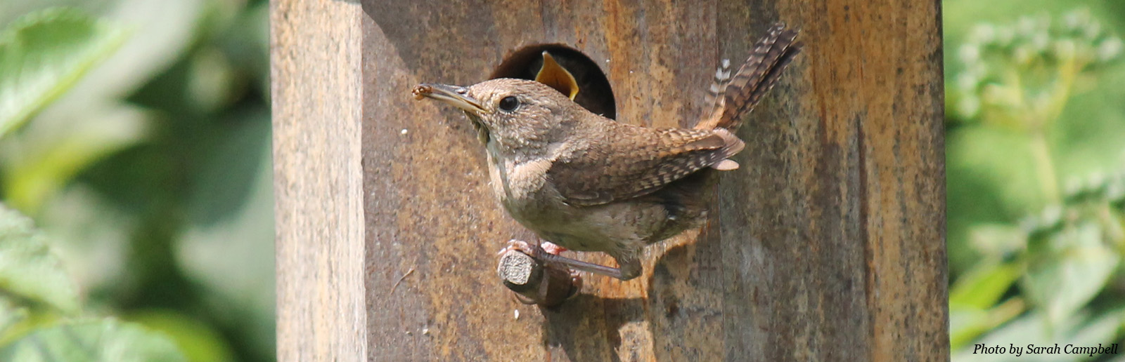 Wren eating insects from Garden