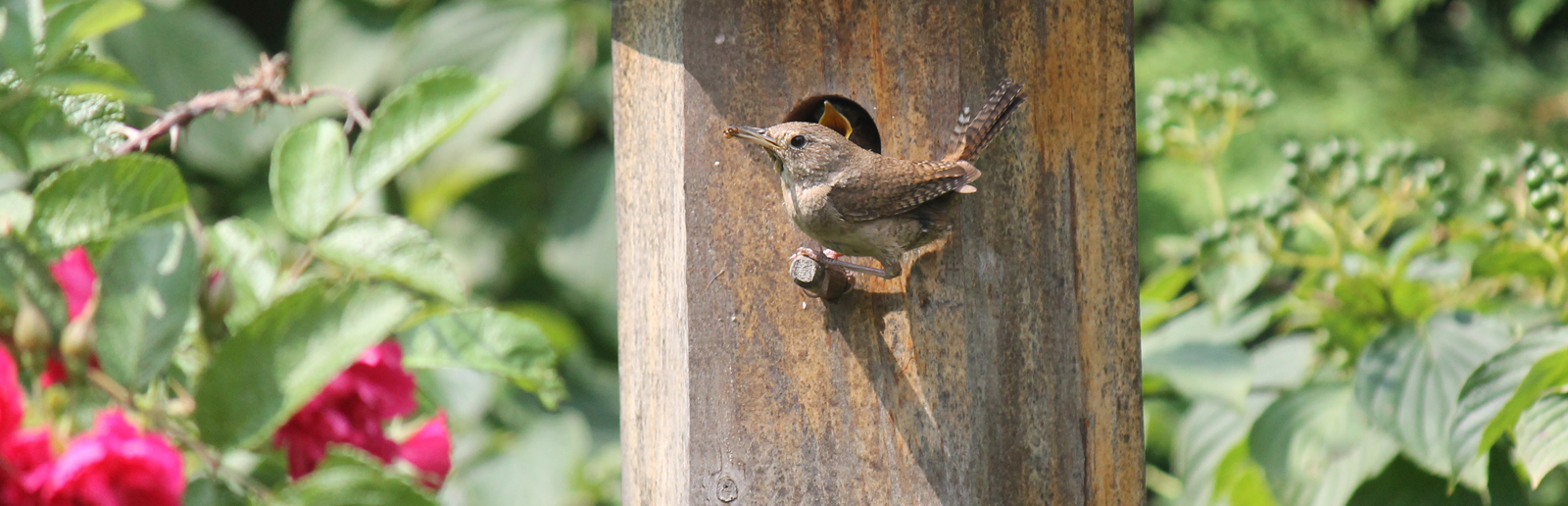 Hexagonal Wren Bird Box