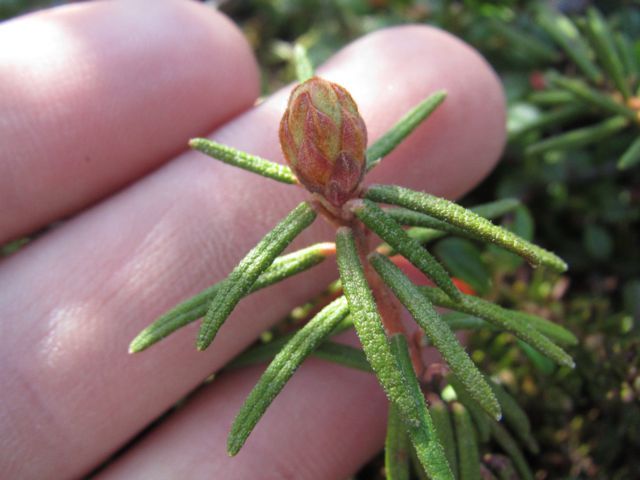 Northern Labrador Tea