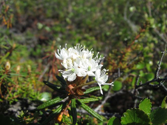 Northern Labrador Tea