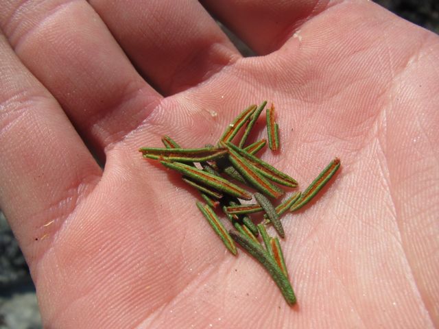 Northern Labrador Tea