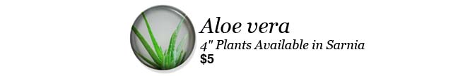 Aloe vera plants