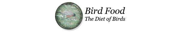 Attracting Birds to your yard with bird feed