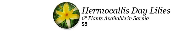 Heirloom Daylilies