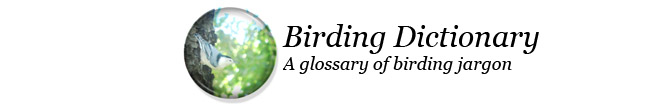 Birding Dictionary, Birder Dictionary, Birding, birdwatching, bird slang, bird jargon, Birding Glossary