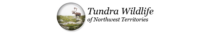 Tundra Wildlife of the Northwest Territories