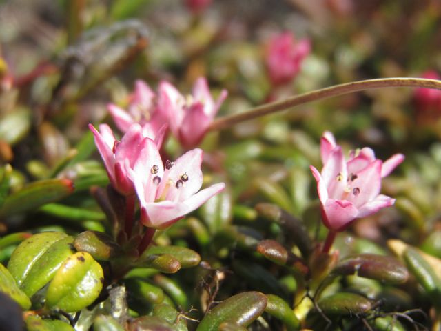 Alpine Azelea