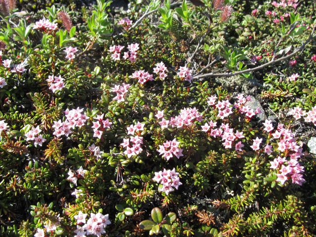 Alpine Azelea