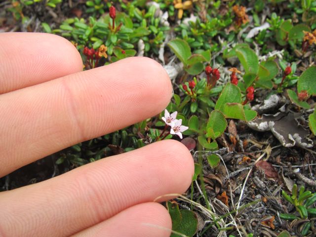 Alpine Azelea