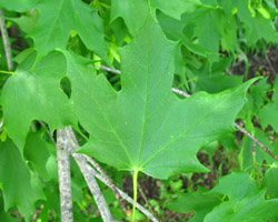 Sugar Maple Acer saccharum Cranmer Earth Design Planting Plant Native Trees of Ontario Canada Tree for full part sun shade wet dry clay sand soil small flower blossom identification identify id fast growing grow feet top ten shallow tap root indigenous list demensions seed pod tolerant choices type climate Aurora Belleville Bowmanville Bracebridge  Brampton Brantford Burlington Cambridge Chatham Flamborough Fort Erie Forest Grandbend Georgetown Guelph Hamilton Hamilton Ingersoll Kitchener Leamington London Markham Milton Mississauga North York Oakville, Orangeville, Pelee Island Point Pelee Point Edward Richmond Hill Ridgetown Sarnia Simcoe St Thomas Toronto Stratford Wallaceburg Waterloo Windsor