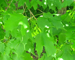 Sugar Maple Acer saccharum Cranmer Earth Design Planting Plant Native Trees of Ontario Canada Tree for full part sun shade wet dry clay sand soil small flower blossom identification identify id fast growing grow feet top ten shallow tap root indigenous list demensions seed pod tolerant choices type climate Aurora Belleville Bowmanville Bracebridge  Brampton Brantford Burlington Cambridge Chatham Flamborough Fort Erie Forest Grandbend Georgetown Guelph Hamilton Hamilton Ingersoll Kitchener Leamington London Markham Milton Mississauga North York Oakville, Orangeville, Pelee Island Point Pelee Point Edward Richmond Hill Ridgetown Sarnia Simcoe St Thomas Toronto Stratford Wallaceburg Waterloo Windsor