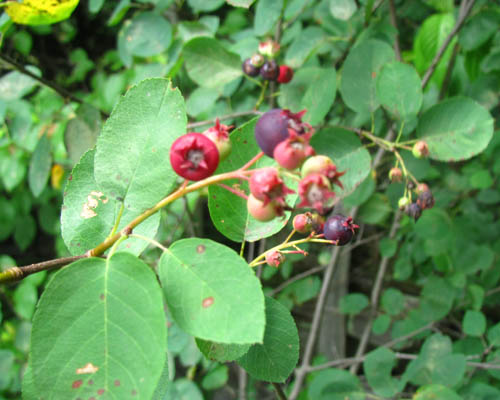 Downy Serviceberry Amelanchier arborealanchier arborea Cranmer Earth Design Planting Plant Native Trees of Ontario Canada Tree for full part sun shade wet dry clay sand soil small flower blossom identification identify id fast growing grow feet top ten shallow tap root indigenous list demensions seed pod tolerant choices type climate Aurora Belleville Bowmanville Bracebridge  Brampton Brantford Burlington Cambridge Chatham Flamborough Fort Erie Forest Grandbend Georgetown Guelph Hamilton Hamilton Ingersoll Kitchener Leamington London Markham Milton Mississauga North York Oakville, Orangeville, Pelee Island Point Pelee Point Edward Richmond Hill Ridgetown Sarnia Simcoe St Thomas Toronto Stratford Wallaceburg Waterloo Windsor