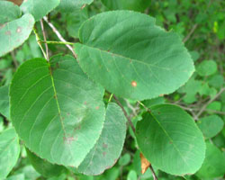 Downy Serviceberry Amelanchier arborea Cranmer Earth Design Planting Plant Native Trees of Ontario Canada Tree for full part sun shade wet dry clay sand soil small flower blossom identification identify id fast growing grow feet top ten shallow tap root indigenous list demensions seed pod tolerant choices type climate Aurora Belleville Bowmanville Bracebridge  Brampton Brantford Burlington Cambridge Chatham Flamborough Fort Erie Forest Grandbend Georgetown Guelph Hamilton Hamilton Ingersoll Kitchener Leamington London Markham Milton Mississauga North York Oakville, Orangeville, Pelee Island Point Pelee Point Edward Richmond Hill Ridgetown Sarnia Simcoe St Thomas Toronto Stratford Wallaceburg Waterloo Windsor