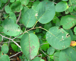 Downy Serviceberry Amelanchier arborea Cranmer Earth Design Planting Plant Native Trees of Ontario Canada Tree for full part sun shade wet dry clay sand soil small flower blossom identification identify id fast growing grow feet top ten shallow tap root indigenous list demensions seed pod tolerant choices type climate Aurora Belleville Bowmanville Bracebridge  Brampton Brantford Burlington Cambridge Chatham Flamborough Fort Erie Forest Grandbend Georgetown Guelph Hamilton Hamilton Ingersoll Kitchener Leamington London Markham Milton Mississauga North York Oakville, Orangeville, Pelee Island Point Pelee Point Edward Richmond Hill Ridgetown Sarnia Simcoe St Thomas Toronto Stratford Wallaceburg Waterloo Windsor