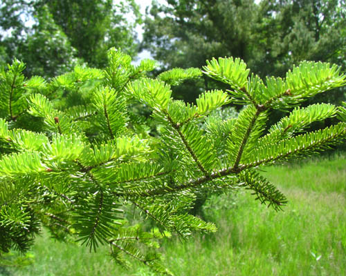 Balsam Fir Abies balsamea Cranmer Earth Design Planting Plant Native Trees of Ontario Canada Trees for full part sun shade wet dry clay sand soil small flower blossom identification identify id fast growing grow feet top ten shallow tap root indigenous list demensions seed pod tolerant choices type climate Aurora Bellevo Canada Tress for full part sun shade wet dry clay sand soil small flower blossom identification identify id fast growing grow feet top ten shallow tap root indigenous list demensions seed pod tolerant choices type climate Aurora Belleille Bowmanville Bracebridge  Brampton Brantford Burlington Cambridge Chatham Flamborough Fort Erie Forest Grandbend Georgetown Guelph Hamilton Hamilton Ingersoll Kitchener Leamington London Markham Milton Mississauga North York Oakville, Orangeville, Pelee Island Point Pelee Point Edward Richmond Hill Ridgetown Sarnia Simcoe St Thomas Toronto Stratford Wallaceburg Waterloo Windsor