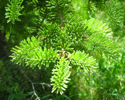 Balsam Fir Abies balsamea Cranmer Earth Design Planting Plant Native Trees of Ontario Canada Trees for full part sun shade wet dry clay sand soil small flower blossom identification identify id fast growing grow feet top ten shallow tap root indigenous list demensions seed pod tolerant choices type climate Aurora Bellevo Canada Tress for full part sun shade wet dry clay sand soil small flower blossom identification identify id fast growing grow feet top ten shallow tap root indigenous list demensions seed pod tolerant choices type climate Aurora Belleille Bowmanville Bracebridge  Brampton Brantford Burlington Cambridge Chatham Flamborough Fort Erie Forest Grandbend Georgetown Guelph Hamilton Hamilton Ingersoll Kitchener Leamington London Markham Milton Mississauga North York Oakville, Orangeville, Pelee Island Point Pelee Point Edward Richmond Hill Ridgetown Sarnia Simcoe St Thomas Toronto Stratford Wallaceburg Waterloo Windsor