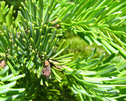 Balsam Fir Abies balsamea Cranmer Earth Design Planting Plant Native Trees of Ontario Canada Trees for full part sun shade wet dry clay sand soil small flower blossom identification identify id fast growing grow feet top ten shallow tap root indigenous list demensions seed pod tolerant choices type climate Aurora Bellevo Canada Tress for full part sun shade wet dry clay sand soil small flower blossom identification identify id fast growing grow feet top ten shallow tap root indigenous list demensions seed pod tolerant choices type climate Aurora Belleille Bowmanville Bracebridge  Brampton Brantford Burlington Cambridge Chatham Flamborough Fort Erie Forest Grandbend Georgetown Guelph Hamilton Hamilton Ingersoll Kitchener Leamington London Markham Milton Mississauga North York Oakville, Orangeville, Pelee Island Point Pelee Point Edward Richmond Hill Ridgetown Sarnia Simcoe St Thomas Toronto Stratford Wallaceburg Waterloo Windsor