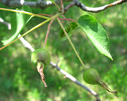 Wild Crab Apple Malus coronaria Cranmer Earth Design Planting Plant Native Trees of Ontario Canada Tree for full part sun shade wet dry clay sand soil small flower blossom identification identify id fast growing grow feet top ten shallow tap root indigenous list demensions seed pod tolerant choices type climate Aurora Belleville Bowmanville Bracebridge  Brampton Brantford Burlington Cambridge Chatham Flamborough Fort Erie Forest Grandbend Georgetown Guelph Hamilton Hamilton Ingersoll Kitchener Leamington London Markham Milton Mississauga North York Oakville, Orangeville, Pelee Island Point Pelee Point Edward Richmond Hill Ridgetown Sarnia Simcoe St Thomas Toronto Stratford Wallaceburg Waterloo Windsor