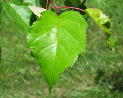 Wild Crab Apple Malus coronaria Cranmer Earth Design Planting Plant Native Trees of Ontario Canada Tree for full part sun shade wet dry clay sand soil small flower blossom identification identify id fast growing grow feet top ten shallow tap root indigenous list demensions seed pod tolerant choices type climate Aurora Belleville Bowmanville Bracebridge  Brampton Brantford Burlington Cambridge Chatham Flamborough Fort Erie Forest Grandbend Georgetown Guelph Hamilton Hamilton Ingersoll Kitchener Leamington London Markham Milton Mississauga North York Oakville, Orangeville, Pelee Island Point Pelee Point Edward Richmond Hill Ridgetown Sarnia Simcoe St Thomas Toronto Stratford Wallaceburg Waterloo Windsor