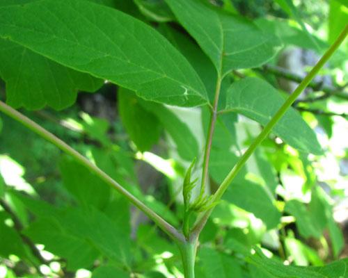 Manitoba Maple Acer negundo Cranmer Earth Design Planting Plant Native Trees of Ontario Canada Tree for full part sun shade wet dry clay sand soil small flower blossom identification identify id fast growing grow feet top ten shallow tap root indigenous list demensions seed pod tolerant choices type climate Aurora Belleville Bowmanville Bracebridge  Brampton Brantford Burlington Cambridge Chatham Flamborough Fort Erie Forest Grandbend Georgetown Guelph Hamilton Hamilton Ingersoll Kitchener Leamington London Markham Milton Mississauga North York Oakville, Orangeville, Pelee Island Point Pelee Point Edward Richmond Hill Ridgetown Sarnia Simcoe St Thomas Toronto Stratford Wallaceburg Waterloo Windsor