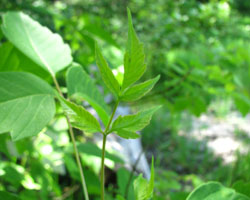 Manitoba Maple Acer negundo Cranmer Earth Design Planting Plant Native Trees of Ontario Canada Tree for full part sun shade wet dry clay sand soil small flower blossom identification identify id fast growing grow feet top ten shallow tap root indigenous list demensions seed pod tolerant choices type climate Aurora Belleville Bowmanville Bracebridge  Brampton Brantford Burlington Cambridge Chatham Flamborough Fort Erie Forest Grandbend Georgetown Guelph Hamilton Hamilton Ingersoll Kitchener Leamington London Markham Milton Mississauga North York Oakville, Orangeville, Pelee Island Point Pelee Point Edward Richmond Hill Ridgetown Sarnia Simcoe St Thomas Toronto Stratford Wallaceburg Waterloo Windsor   