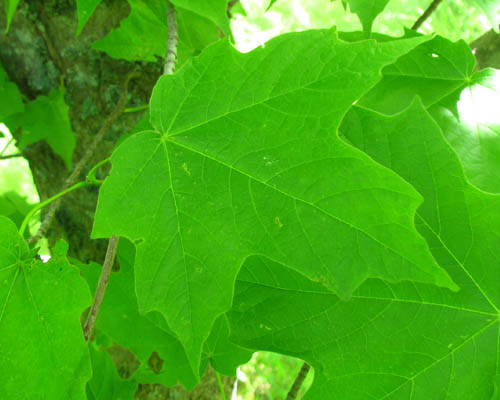 Black Maple Acer nigrum Cranmer Earth Design Planting Plant Native Trees of Ontario Canada Tree for full part sun shade wet dry clay sand soil small flower blossom identification identify id fast growing grow feet top ten shallow tap root indigenous list demensions seed pod tolerant choices type climate Aurora Belleville Bowmanville Bracebridge  Brampton Brantford Burlington Cambridge Chatham Flamborough Fort Erie Forest Grandbend Georgetown Guelph Hamilton Hamilton Ingersoll Kitchener Leamington London Markham Milton Mississauga North York Oakville, Orangeville, Pelee Island Point Pelee Point Edward Richmond Hill Ridgetown Sarnia Simcoe St Thomas Toronto Stratford Wallaceburg Waterloo Windsor