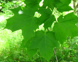 Black Maple Acer nigrum Cranmer Earth Design Planting Plant Native Trees of Ontario Canada Tree for full part sun shade wet dry clay sand soil small flower blossom identification identify id fast growing grow feet top ten shallow tap root indigenous list demensions seed pod tolerant choices type climate Aurora Belleville Bowmanville Bracebridge  Brampton Brantford Burlington Cambridge Chatham Flamborough Fort Erie Forest Grandbend Georgetown Guelph Hamilton Hamilton Ingersoll Kitchener Leamington London Markham Milton Mississauga North York Oakville, Orangeville, Pelee Island Point Pelee Point Edward Richmond Hill Ridgetown Sarnia Simcoe St Thomas Toronto Stratford Wallaceburg Waterloo Windsor