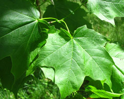 Black Maple Acer nigrum Cranmer Earth Design Planting Plant Native Trees of Ontario Canada Tree for full part sun shade wet dry clay sand soil small flower blossom identification identify id fast growing grow feet top ten shallow tap root indigenous list demensions seed pod tolerant choices type climate Aurora Belleville Bowmanville Bracebridge  Brampton Brantford Burlington Cambridge Chatham Flamborough Fort Erie Forest Grandbend Georgetown Guelph Hamilton Hamilton Ingersoll Kitchener Leamington London Markham Milton Mississauga North York Oakville, Orangeville, Pelee Island Point Pelee Point Edward Richmond Hill Ridgetown Sarnia Simcoe St Thomas Toronto Stratford Wallaceburg Waterloo Windsor