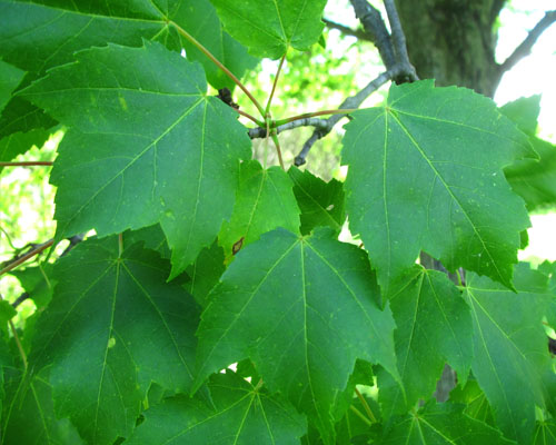 Red Maple Acer rubrum Cranmer Earth Design Planting Plant Native Trees of Ontario Canada Tree for full part sun shade wet dry clay sand soil small flower blossom identification identify id fast growing grow feet top ten shallow tap root indigenous list demensions seed pod tolerant choices type climate Aurora Belleville Bowmanville Bracebridge  Brampton Brantford Burlington Cambridge Chatham Flamborough Fort Erie Forest Grandbend Georgetown Guelph Hamilton Hamilton Ingersoll Kitchener Leamington London Markham Milton Mississauga North York Oakville, Orangeville, Pelee Island Point Pelee Point Edward Richmond Hill Ridgetown Sarnia Simcoe St Thomas Toronto Stratford Wallaceburg Waterloo Windsor