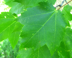 Red Maple Acer rubrum Cranmer Earth Design Planting Plant Native Trees of Ontario Canada Tree for full part sun shade wet dry clay sand soil small flower blossom identification identify id fast growing grow feet top ten shallow tap root indigenous list demensions seed pod tolerant choices type climate Aurora Belleville Bowmanville Bracebridge  Brampton Brantford Burlington Cambridge Chatham Flamborough Fort Erie Forest Grandbend Georgetown Guelph Hamilton Hamilton Ingersoll Kitchener Leamington London Markham Milton Mississauga North York Oakville, Orangeville, Pelee Island Point Pelee Point Edward Richmond Hill Ridgetown Sarnia Simcoe St Thomas Toronto Stratford Wallaceburg Waterloo Windsor