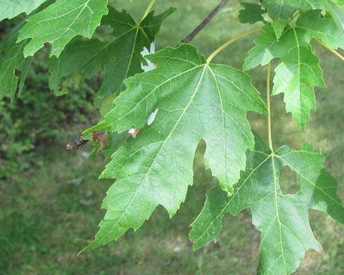 Silver Maple Acer saccharinum Cranmer Earth Design Planting Plant Native Trees of Ontario Canada Tree for full part sun shade wet dry clay sand soil small flower blossom identification identify id fast growing grow feet top ten shallow tap root indigenous list demensions seed pod tolerant choices type climate Aurora Belleville Bowmanville Bracebridge  Brampton Brantford Burlington Cambridge Chatham Flamborough Fort Erie Forest Grandbend Georgetown Guelph Hamilton Hamilton Ingersoll Kitchener Leamington London Markham Milton Mississauga North York Oakville, Orangeville, Pelee Island Point Pelee Point Edward Richmond Hill Ridgetown Sarnia Simcoe St Thomas Toronto Stratford Wallaceburg Waterloo Windsor