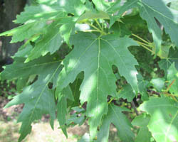 Silver Maple Acer saccharinum Cranmer Earth Design Planting Plant Native Trees of Ontario Canada Tree for full part sun shade wet dry clay sand soil small flower blossom identification identify id fast growing grow feet top ten shallow tap root indigenous list demensions seed pod tolerant choices type climate Aurora Belleville Bowmanville Bracebridge  Brampton Brantford Burlington Cambridge Chatham Flamborough Fort Erie Forest Grandbend Georgetown Guelph Hamilton Hamilton Ingersoll Kitchener Leamington London Markham Milton Mississauga North York Oakville, Orangeville, Pelee Island Point Pelee Point Edward Richmond Hill Ridgetown Sarnia Simcoe St Thomas Toronto Stratford Wallaceburg Waterloo Windsor