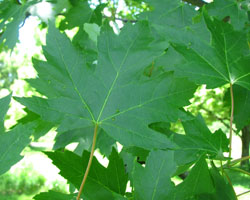 Silver Maple Acer saccharinum Cranmer Earth Design Planting Plant Native Trees of Ontario Canada Tree for full part sun shade wet dry clay sand soil small flower blossom identification identify id fast growing grow feet top ten shallow tap root indigenous list demensions seed pod tolerant choices type climate Aurora Belleville Bowmanville Bracebridge  Brampton Brantford Burlington Cambridge Chatham Flamborough Fort Erie Forest Grandbend Georgetown Guelph Hamilton Hamilton Ingersoll Kitchener Leamington London Markham Milton Mississauga North York Oakville, Orangeville, Pelee Island Point Pelee Point Edward Richmond Hill Ridgetown Sarnia Simcoe St Thomas Toronto Stratford Wallaceburg Waterloo Windsor