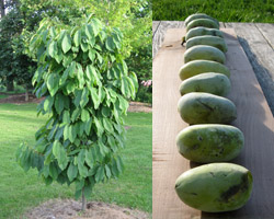 Paw Paw Asimina triloba Cranmer Earth Design Planting Plant Native Trees of Ontario Canada Tree for full part sun shade wet dry clay sand soil small flower blossom identification identify id fast growing grow feet top ten shallow tap root indigenous list demensions seed pod tolerant choices type climate Aurora Belleville Bowmanville Bracebridge  Brampton Brantford Burlington Cambridge Chatham Flamborough Fort Erie Forest Grandbend Georgetown Guelph Hamilton Hamilton Ingersoll Kitchener Leamington London Markham Milton Mississauga North York Oakville, Orangeville, Pelee Island Point Pelee Point Edward Richmond Hill Ridgetown Sarnia Simcoe St Thomas Toronto Stratford Wallaceburg Waterloo Windsor