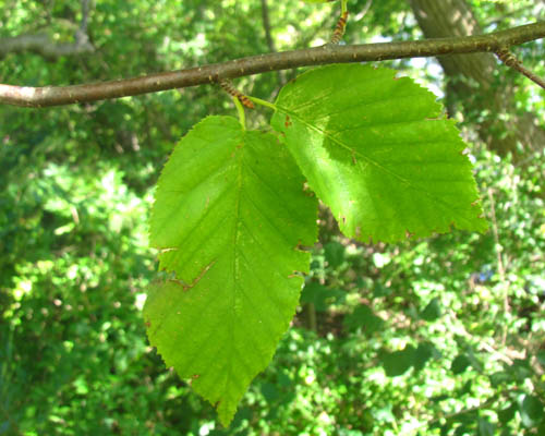 Yellow Birch Betula alleghaniensis Cranmer Earth Design Planting Plant Native Trees of Ontario Canada Tress for full part sun shade wet dry clay sand soil small flower blossom identification identify id fast growing grow feet top ten shallow tap root indigenous list demensions seed pod tolerant choices type climate Aurora Belleville Bowmanville Bracebridge  Brampton Brantford Burlington Cambridge Chatham Flamborough Fort Erie Forest Grandbend Georgetown Guelph Hamilton Hamilton Ingersoll Kitchener Leamington London Markham Milton Mississauga North York Oakville, Orangeville, Pelee Island Point Pelee Point Edward Richmond Hill Ridgetown Sarnia Simcoe St Thomas Toronto Stratford Wallaceburg Waterloo Windsor