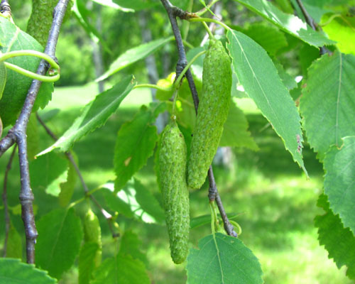 White Birch Betula papyrifera Cranmer Earth Design Planting Plant Native Trees of Ontario Canada Tree for full part sun shade wet dry clay sand soil small flower blossom identification identify id fast growing grow feet top ten shallow tap root indigenous list demensions seed pod tolerant choices type climate Aurora Belleville Bowmanville Bracebridge  Brampton Brantford Burlington Cambridge Chatham Flamborough Fort Erie Forest Grandbend Georgetown Guelph Hamilton Hamilton Ingersoll Kitchener Leamington London Markham Milton Mississauga North York Oakville, Orangeville, Pelee Island Point Pelee Point Edward Richmond Hill Ridgetown Sarnia Simcoe St Thomas Toronto Stratford Wallaceburg Waterloo Windsor