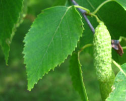 White Birch Betula papyrifera Cranmer Earth Design Planting Plant Native Trees of Ontario Canada Tree for full part sun shade wet dry clay sand soil small flower blossom identification identify id fast growing grow feet top ten shallow tap root indigenous list demensions seed pod tolerant choices type climate Aurora Belleville Bowmanville Bracebridge  Brampton Brantford Burlington Cambridge Chatham Flamborough Fort Erie Forest Grandbend Georgetown Guelph Hamilton Hamilton Ingersoll Kitchener Leamington London Markham Milton Mississauga North York Oakville, Orangeville, Pelee Island Point Pelee Point Edward Richmond Hill Ridgetown Sarnia Simcoe St Thomas Toronto Stratford Wallaceburg Waterloo Windsor