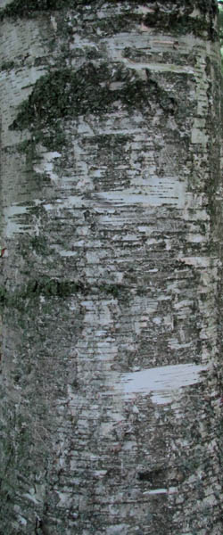 White Birch Betula papyrifera Cranmer Earth Design Planting Plant Native Trees of Ontario Canada Tree for full part sun shade wet dry clay sand soil small flower blossom identification identify id fast growing grow feet top ten shallow tap root indigenous list demensions seed pod tolerant choices type climate Aurora Belleville Bowmanville Bracebridge  Brampton Brantford Burlington Cambridge Chatham Flamborough Fort Erie Forest Grandbend Georgetown Guelph Hamilton Hamilton Ingersoll Kitchener Leamington London Markham Milton Mississauga North York Oakville, Orangeville, Pelee Island Point Pelee Point Edward Richmond Hill Ridgetown Sarnia Simcoe St Thomas Toronto Stratford Wallaceburg Waterloo Windsor