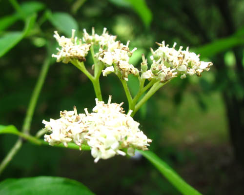 Cornus alternifolia Cranmer Earth Design Planting Plant Native Trees of Ontario Canada Tree for full part sun shade wet dry clay sand soil small flower blossom identification identify id fast growing grow feet top ten shallow tap root indigenous list demensions seed pod tolerant choices type climate Aurora Belleville Bowmanville Bracebridge  Brampton Brantford Burlington Cambridge Chatham Flamborough Fort Erie Forest Grandbend Georgetown Guelph Hamilton Hamilton Ingersoll Kitchener Leamington London Markham Milton Mississauga North York Oakville, Orangeville, Pelee Island Point Pelee Point Edward Richmond Hill Ridgetown Sarnia Simcoe St Thomas Toronto Stratford Wallaceburg Waterloo Windsor