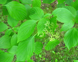 Cornus alternifolia Cranmer Earth Design Planting Plant Native Trees of Ontario Canada Tree for full part sun shade wet dry clay sand soil small flower blossom identification identify id fast growing grow feet top ten shallow tap root indigenous list demensions seed pod tolerant choices type climate Aurora Belleville Bowmanville Bracebridge  Brampton Brantford Burlington Cambridge Chatham Flamborough Fort Erie Forest Grandbend Georgetown Guelph Hamilton Hamilton Ingersoll Kitchener Leamington London Markham Milton Mississauga North York Oakville, Orangeville, Pelee Island Point Pelee Point Edward Richmond Hill Ridgetown Sarnia Simcoe St Thomas Toronto Stratford Wallaceburg Waterloo Windsor