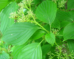 Cornus alternifolia Cranmer Earth Design Planting Plant Native Trees of Ontario Canada Tree for full part sun shade wet dry clay sand soil small flower blossom identification identify id fast growing grow feet top ten shallow tap root indigenous list demensions seed pod tolerant choices type climate Aurora Belleville Bowmanville Bracebridge  Brampton Brantford Burlington Cambridge Chatham Flamborough Fort Erie Forest Grandbend Georgetown Guelph Hamilton Hamilton Ingersoll Kitchener Leamington London Markham Milton Mississauga North York Oakville, Orangeville, Pelee Island Point Pelee Point Edward Richmond Hill Ridgetown Sarnia Simcoe St Thomas Toronto Stratford Wallaceburg Waterloo Windsor