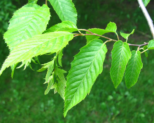 Blue Beech Carpinus caroliniana Cranmer Earth Design Planting Plant Native Trees of Ontario Canada Tree for full part sun shade wet dry clay sand soil small flower blossom identification identify id fast growing grow feet top ten shallow tap root indigenous list demensions seed pod tolerant choices type climate Aurora Belleville Bowmanville Bracebridge  Brampton Brantford Burlington Cambridge Chatham Flamborough Fort Erie Forest Grandbend Georgetown Guelph Hamilton Hamilton Ingersoll Kitchener Leamington London Markham Milton Mississauga North York Oakville, Orangeville, Pelee Island Point Pelee Point Edward Richmond Hill Ridgetown Sarnia Simcoe St Thomas Toronto Stratford Wallaceburg Waterloo Windsor